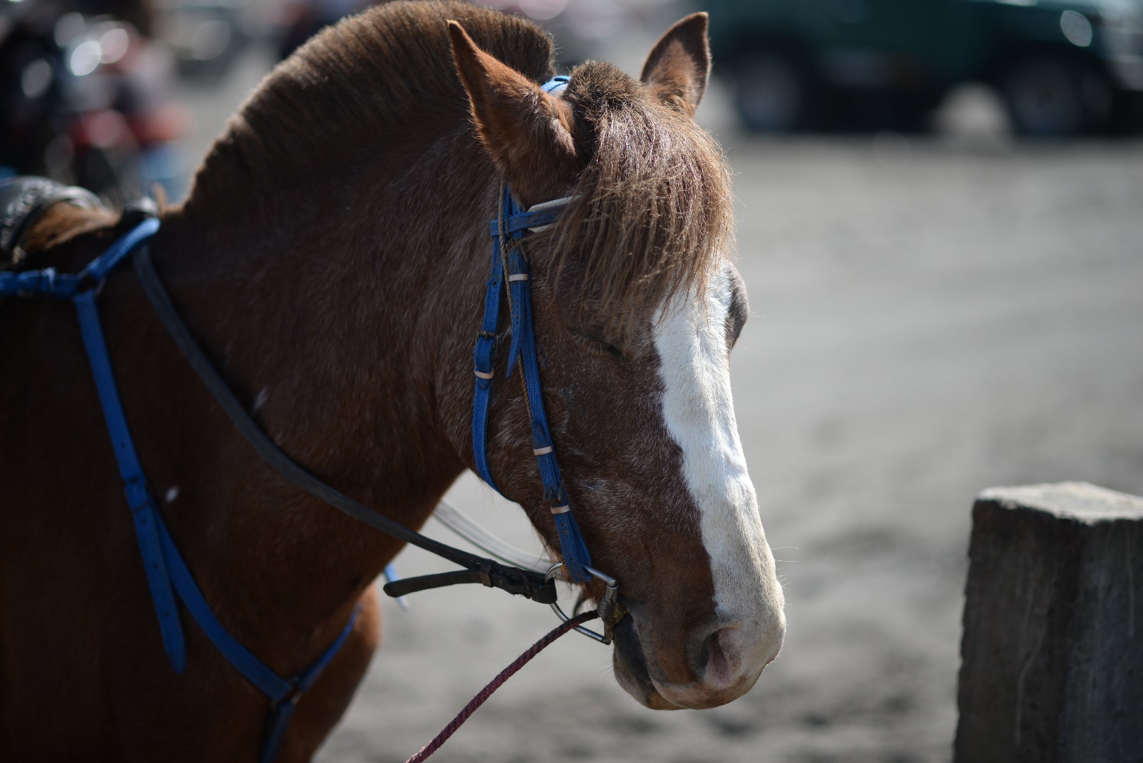 A horse with closed eyes.jpg